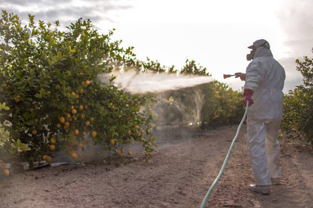 Wasp Removal Services in Woodlawn, OH
