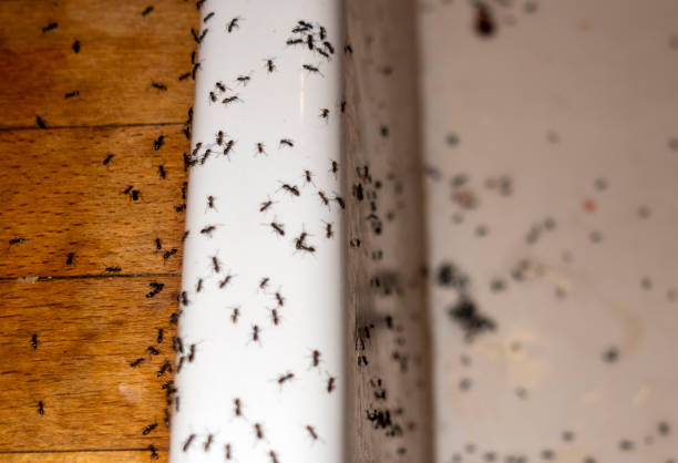 Best Affordable Pest Control Services  in Woodlawn, OH
