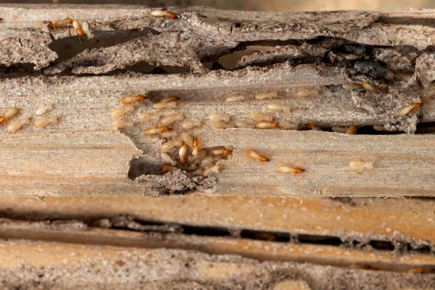 Best Bed Bug Extermination  in Woodlawn, OH