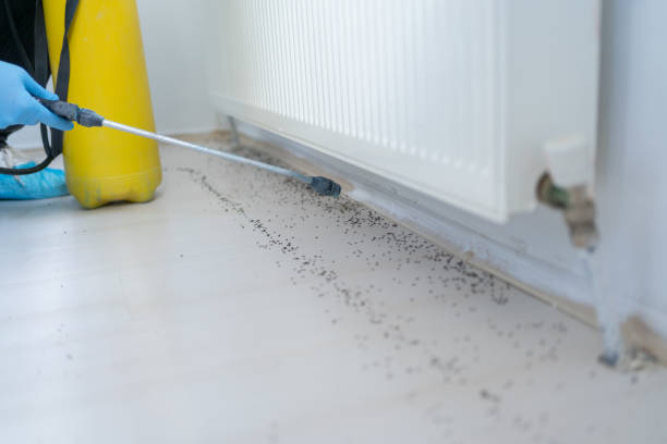 Best Wasp Removal Services  in Woodlawn, OH
