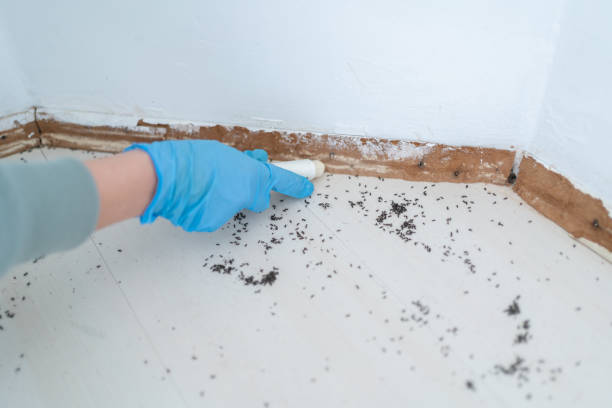 Best Affordable Exterminators  in Woodlawn, OH